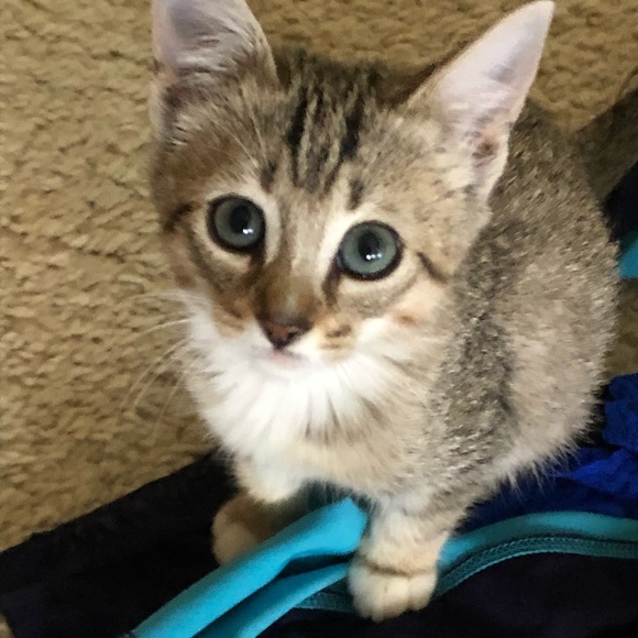 Meet your Posher, Katie ⭐️Posh Ambassador⭐️ - Picture 8 of 16